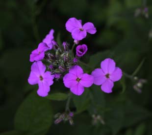 IMG_0037