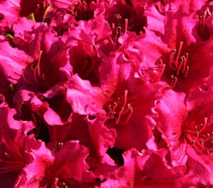 IMG_0079