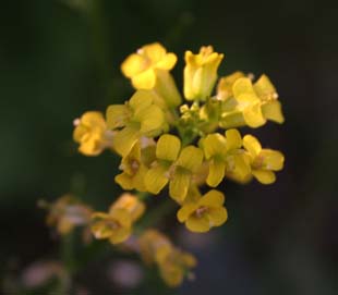 IMG_9809