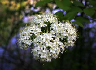 IMG_9974
