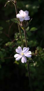 IMG_9994