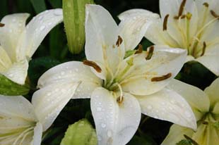 lilly14