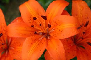 lilly28