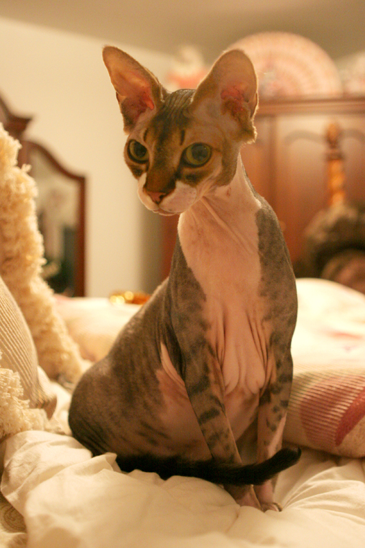 8x12IMG_9077fluffy